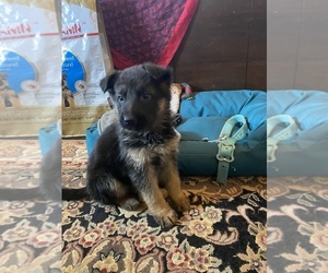 German Shepherd Dog Puppy for sale in TEMECULA, CA, USA