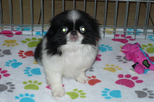 Medium Photo #1 Japanese Chin Puppy For Sale in ORO VALLEY, AZ, USA