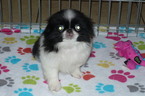 Small Photo #1 Japanese Chin Puppy For Sale in ORO VALLEY, AZ, USA