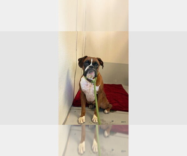 Medium Photo #1 Boxer Puppy For Sale in Austin, TX, USA