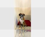 Small Boxer