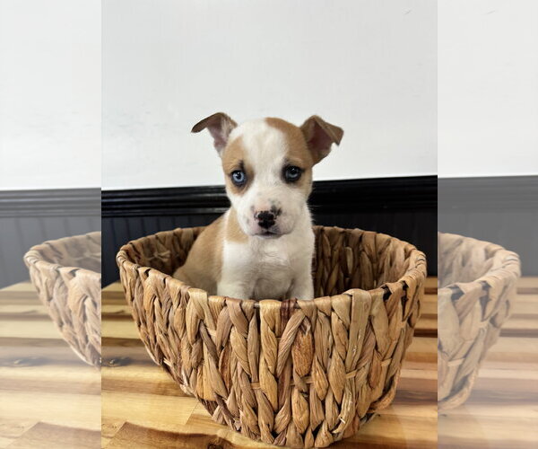 Medium Photo #1 Catahoula Leopard Dog-Mountain Cur Mix Puppy For Sale in Holly Springs, NC, USA