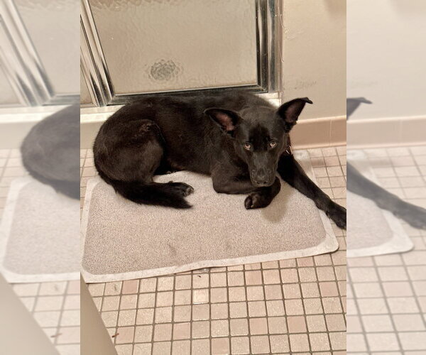 Medium Photo #12 German Shepherd Dog-Unknown Mix Puppy For Sale in Brewster, NY, USA