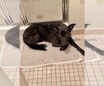 Small #11 German Shepherd Dog Mix