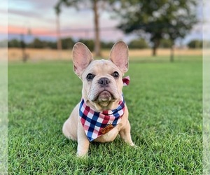 French Bulldog Puppy for sale in CLAREMORE, OK, USA