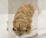 Small Photo #9 Goldendoodle (Miniature) Puppy For Sale in EAGLE MOUNTAIN, UT, USA