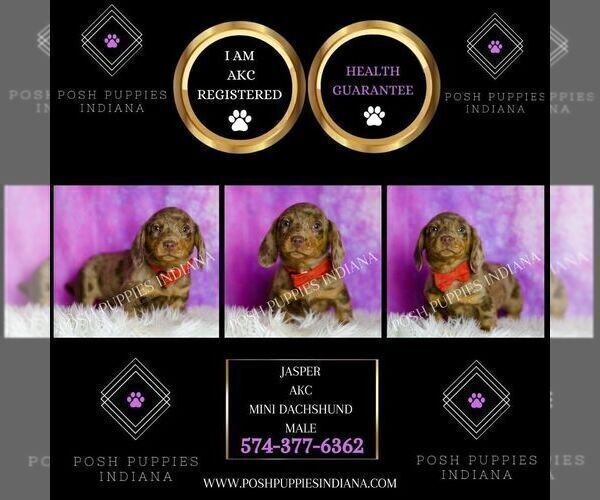 Medium Photo #7 Dachshund Puppy For Sale in WARSAW, IN, USA