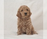 Puppy Benny Red Goldendoodle (Miniature)