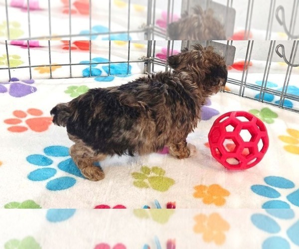 Medium Photo #3 Yorkipoo Puppy For Sale in ORO VALLEY, AZ, USA