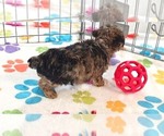 Small #2 Yorkipoo