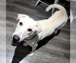 Small #2 Labrador Retriever Mix