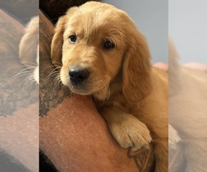 Golden Retriever Puppy for sale in BEULAVILLE, NC, USA