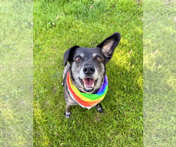 Medium Photo #6 Beagle-Unknown Mix Puppy For Sale in Rockaway, NJ, USA