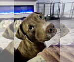 Small #3 Labrador Retriever Mix