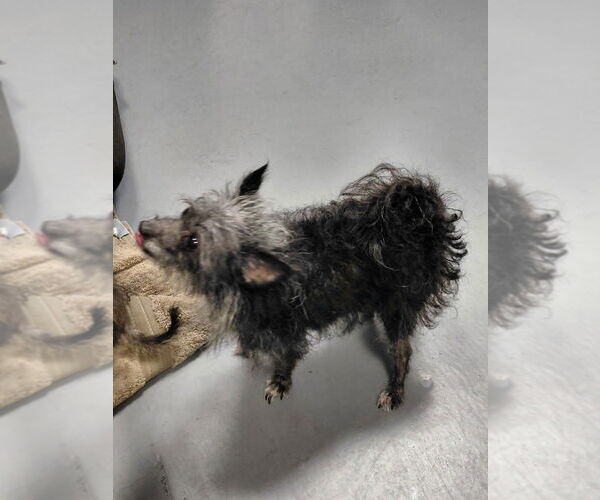 Medium Photo #7 Chihuahua-Unknown Mix Puppy For Sale in South Bend, IN, USA