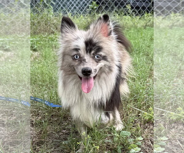 Medium Photo #4 Pomeranian Puppy For Sale in Sanford, FL, USA