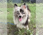 Small #3 Pomeranian
