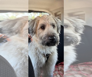 Soft Coated Wheaten Terrier Puppy for sale in GREENWOOD, IN, USA