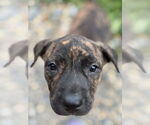 Small #1 American Bandogge mastiff