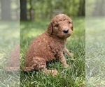 Small Photo #6 Goldendoodle Puppy For Sale in FORDLAND, MO, USA