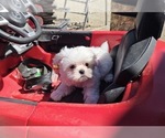Small #1 Maltese
