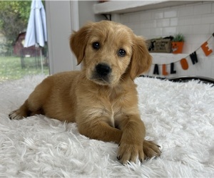 Golden Retriever Puppy for Sale in INDIANAPOLIS, Indiana USA