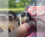 Small #2 Border Collie