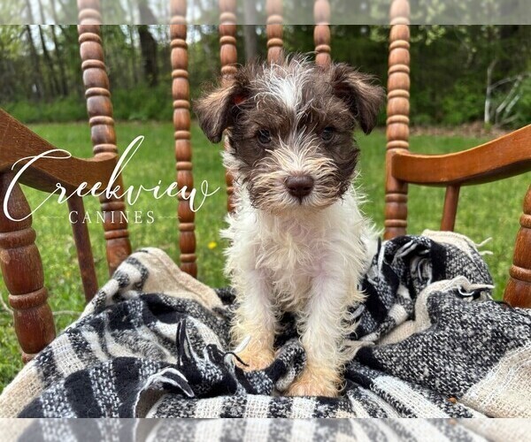 Medium Photo #16 Schnauzer (Miniature) Puppy For Sale in NIANGUA, MO, USA