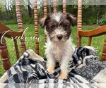Small Photo #16 Schnauzer (Miniature) Puppy For Sale in NIANGUA, MO, USA