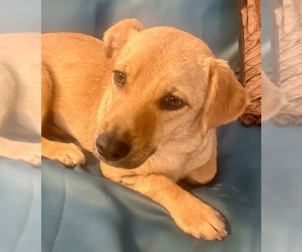 Medium Photo #5 Chiweenie Puppy For Sale in San Diego, CA, USA