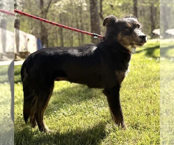 Medium Photo #4 Australian Shepherd-Unknown Mix Puppy For Sale in Yardley, PA, USA