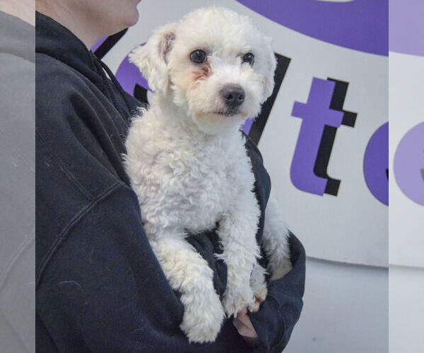 Medium Photo #4 Bichon Frise-Unknown Mix Puppy For Sale in Huntley, IL, USA