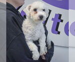 Small #3 Bichon Frise Mix