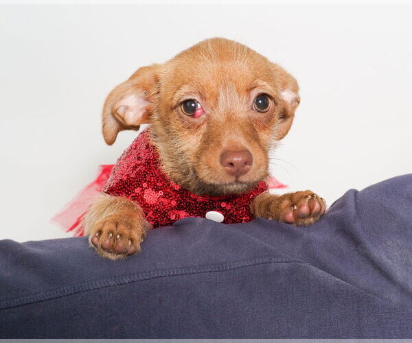 Medium Photo #4 Chihuahua-Unknown Mix Puppy For Sale in phoenix, AZ, USA