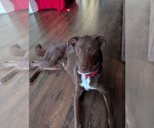 Alaskan Husky-Labrador Retriever Mix Puppy for sale in HENDERSONVILLE, TN, USA