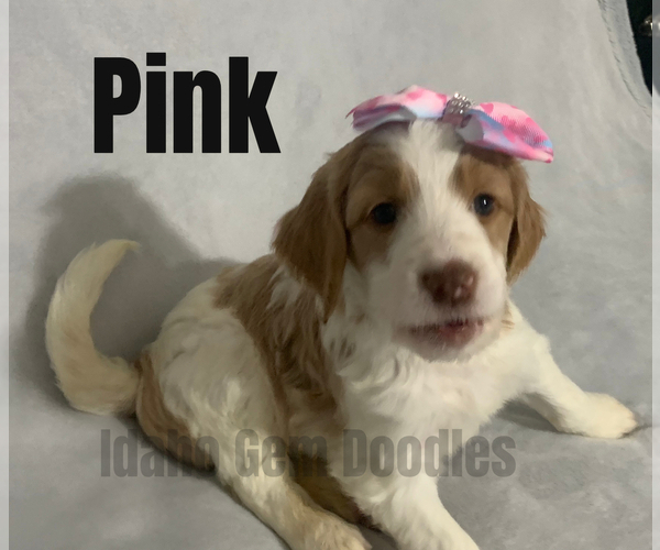 Medium Photo #6 Goldendoodle Puppy For Sale in HOMEDALE, ID, USA