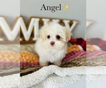 Small Photo #6 Maltipoo Puppy For Sale in MURFREESBORO, TN, USA