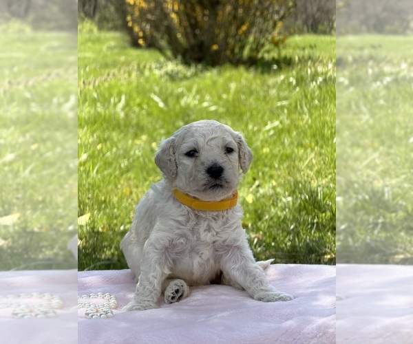 Medium Photo #1 Goldendoodle mix (+ Poodle Standard) Puppy For Sale in MAYNARDVILLE, TN, USA