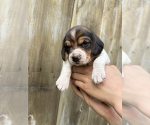 Beagle Puppy for sale in GRANT, MI, USA