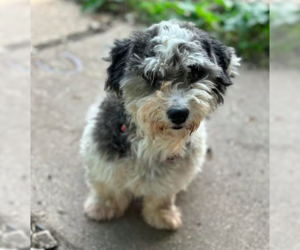 Coton de Tulear Dogs for adoption in Brooklyn Center, MN, USA