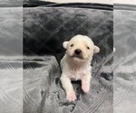 Small Photo #6 German Shepherd Dog-Huskies  Mix Puppy For Sale in OKLAHOMA CITY, OK, USA