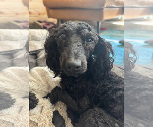 Poodle (Miniature) Dogs for adoption in Mount Pleasant, SC, USA