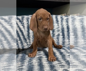 Vizsla Puppy for Sale in CROWLEY, Texas USA