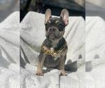 Small Photo #11 French Bulldog Puppy For Sale in HILLSBORO, OR, USA
