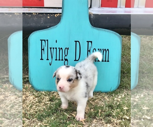 Medium Photo #10 Border Collie-Pembroke Welsh Corgi Mix Puppy For Sale in SUMMERVILLE, GA, USA