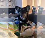 Small #1 Mutt