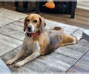 Beagle Dogs for adoption in Rootstown, OH, USA