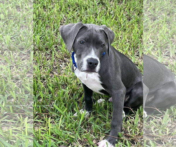 Medium Photo #2 Mutt Puppy For Sale in Royal Palm Beach, FL, USA