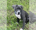 Small #1 Mutt