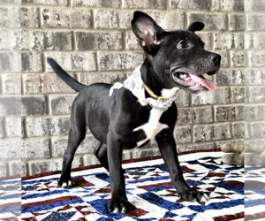 Bulldog-Catahoula Leopard Dog Mix Dogs for adoption in Munford, TN, USA